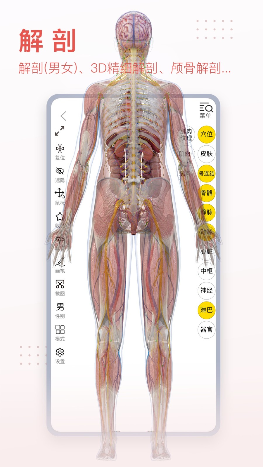 3dbody三维免费人体解剖软件
